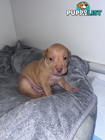 Staffy puppies male &amp; female