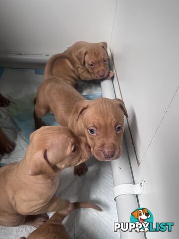 Staffy puppies male &amp; female