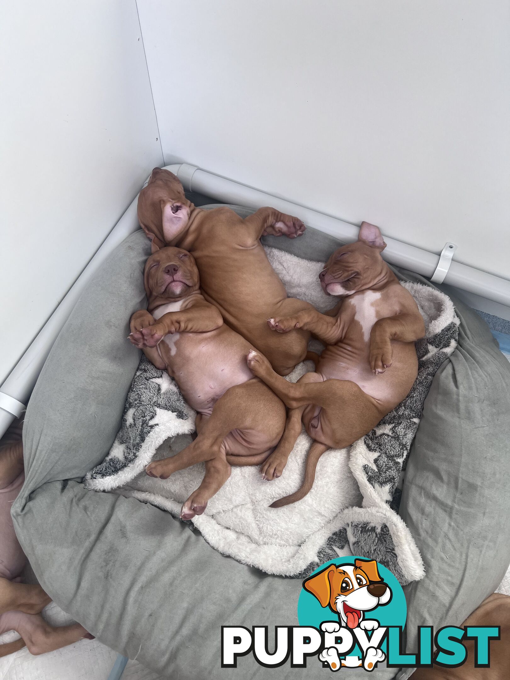 Staffy puppies male &amp; female