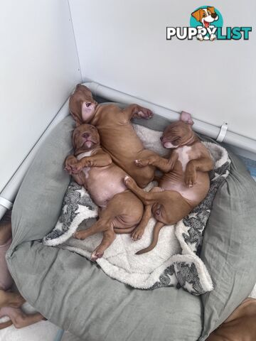 Staffy puppies male &amp; female