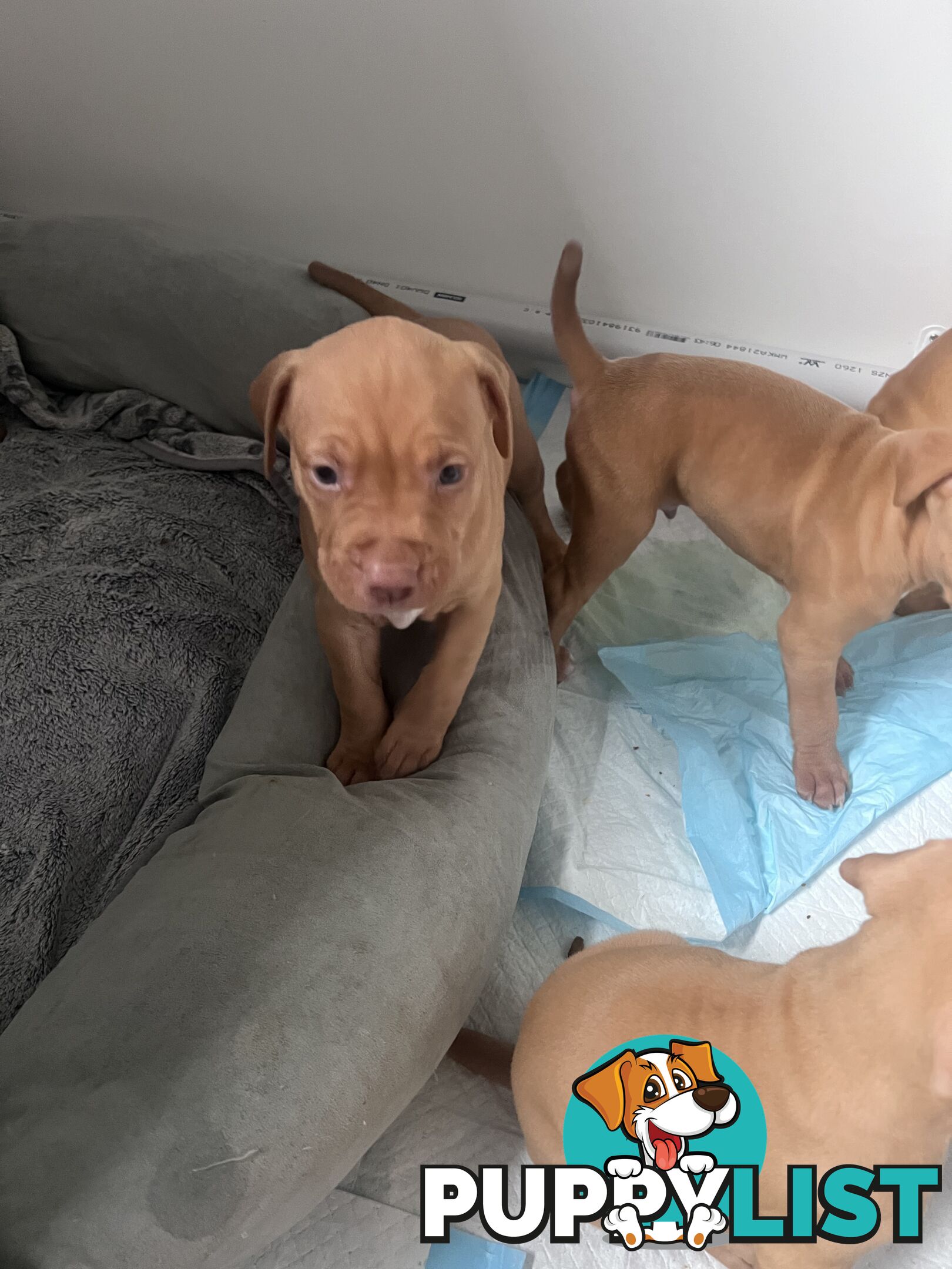 Staffy puppies male &amp; female