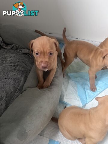 Staffy puppies male &amp; female