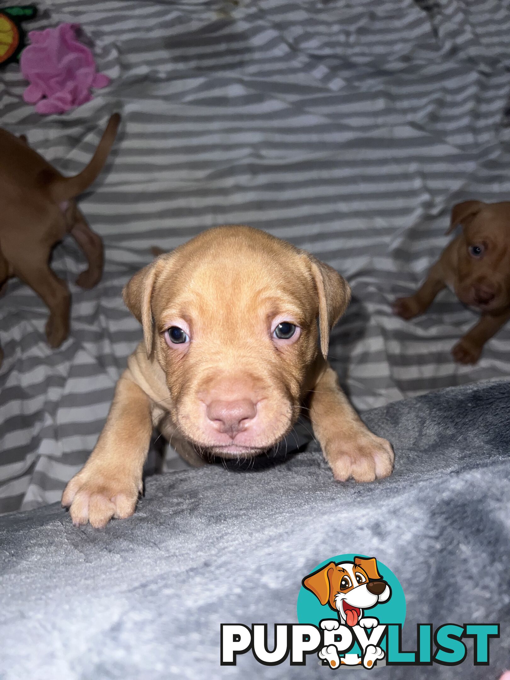 Staffy puppies male &amp; female