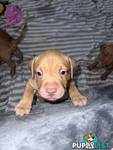 Staffy puppies male &amp; female