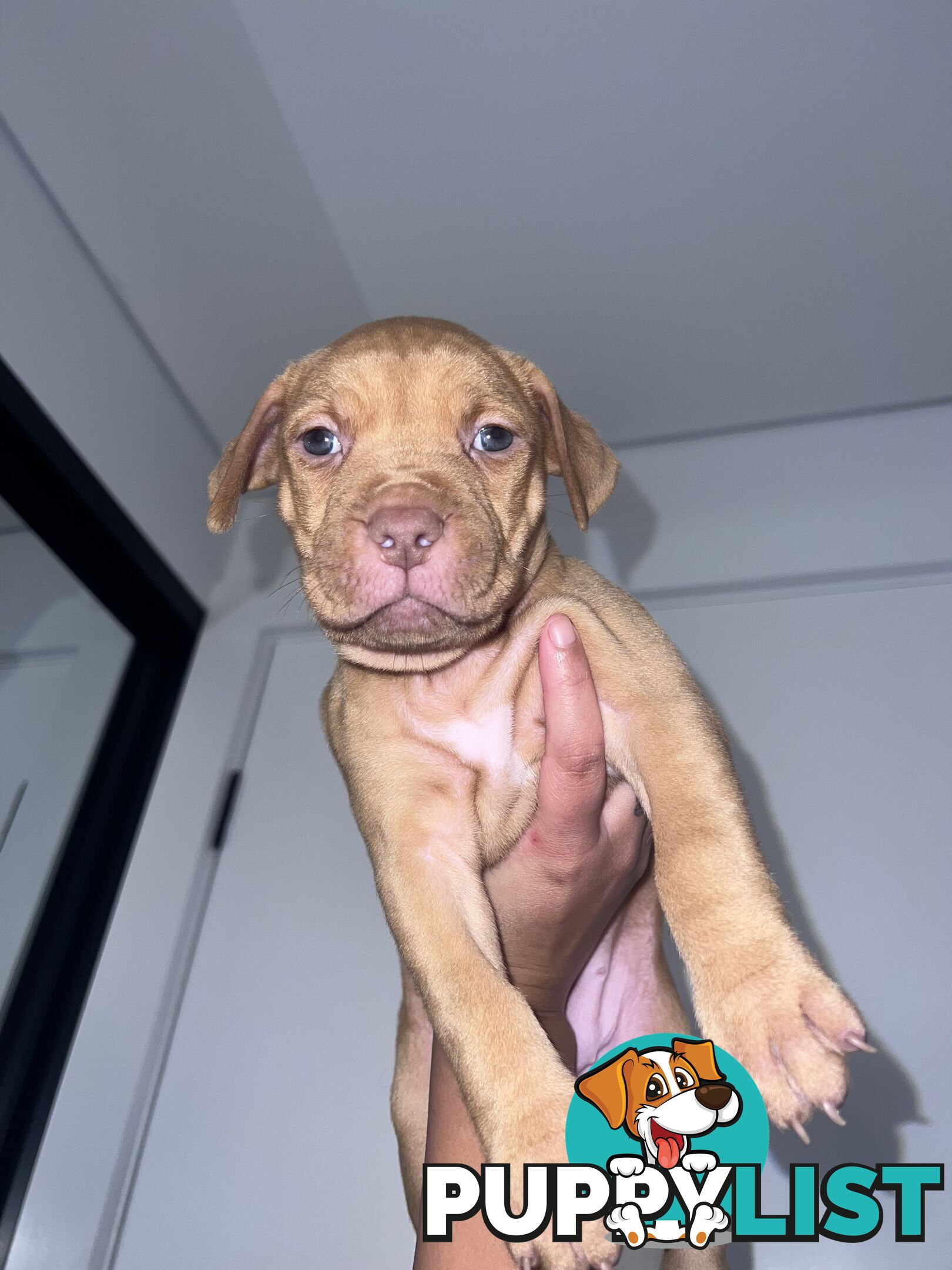 Staffy puppies male &amp; female