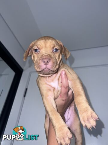 Staffy puppies male &amp; female