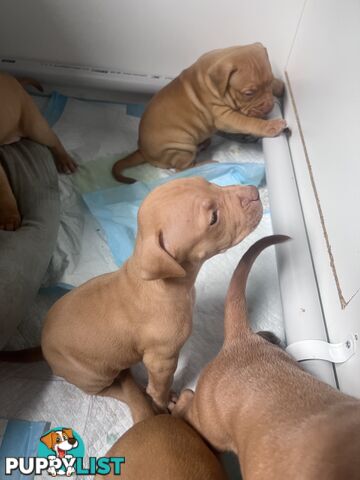 Staffy puppies male &amp; female