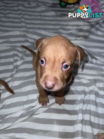 Staffy puppies male &amp; female