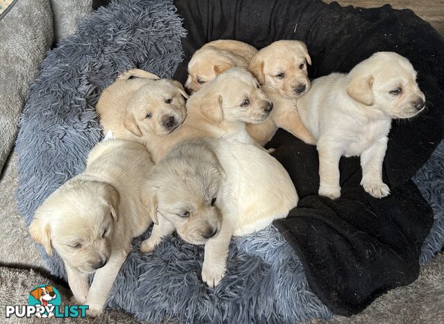 Golden retriever x labradors