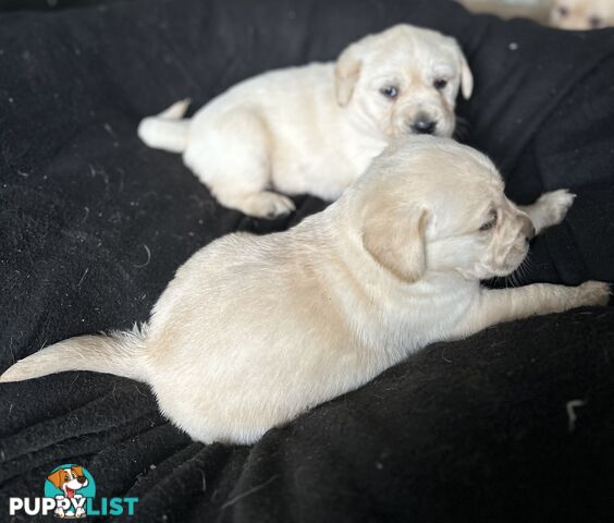 Golden retriever x labradors