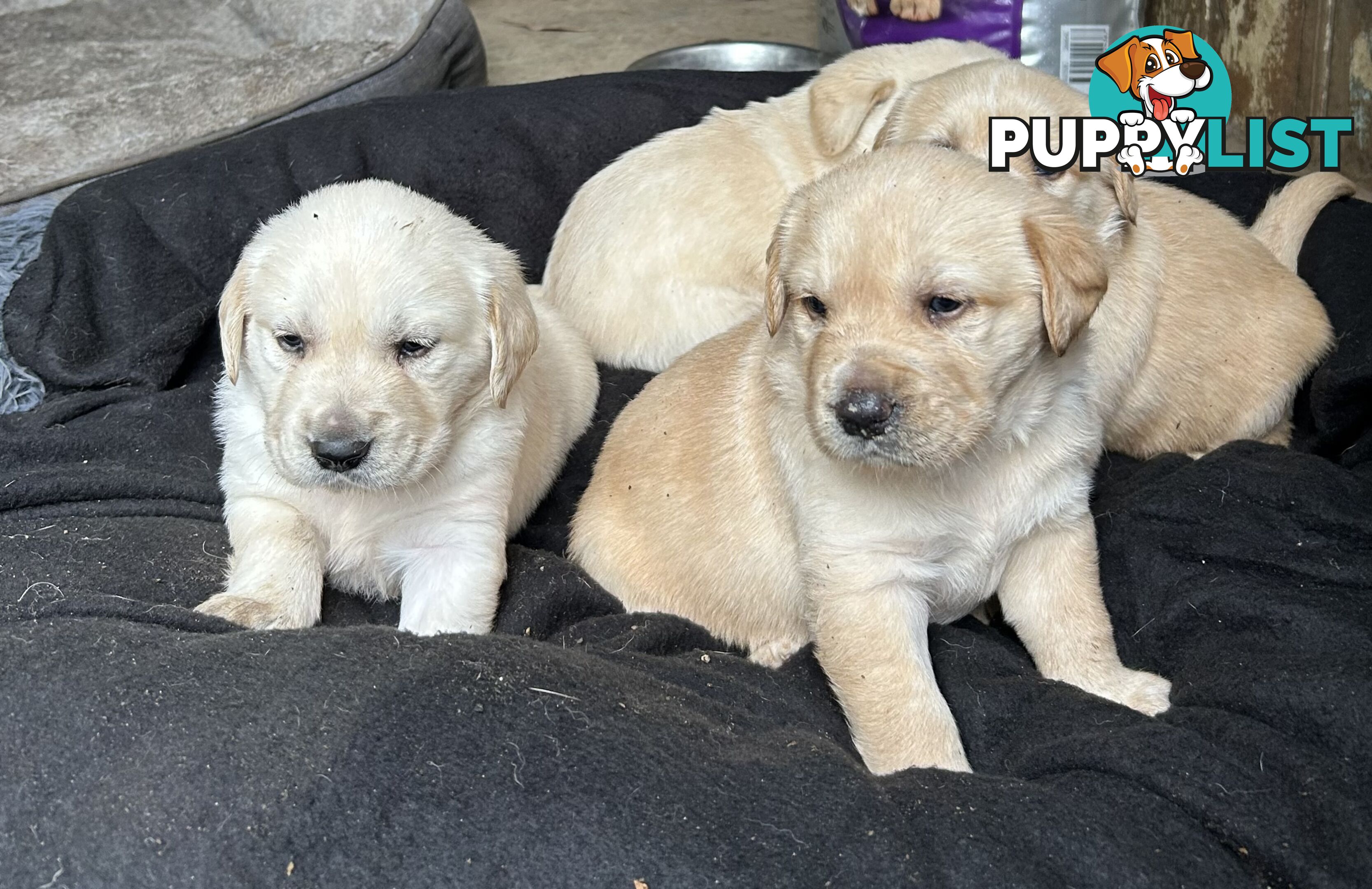 Golden retriever x labradors