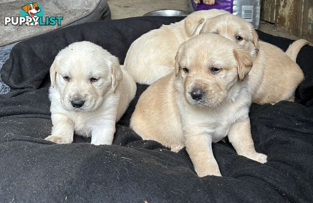 Golden retriever x labradors