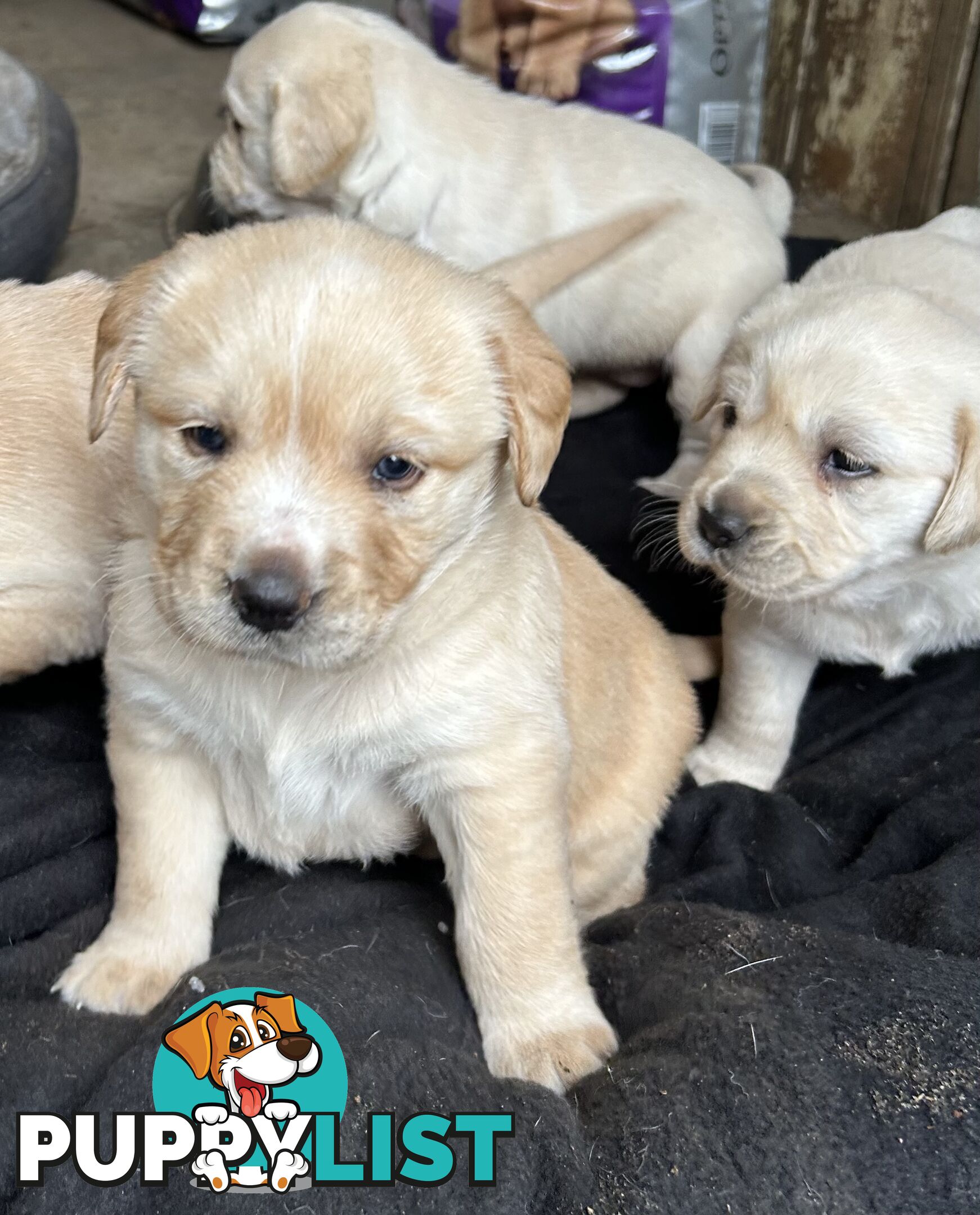 Golden retriever x labradors