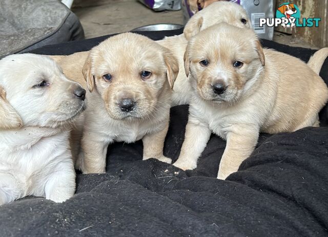 Golden retriever x labradors