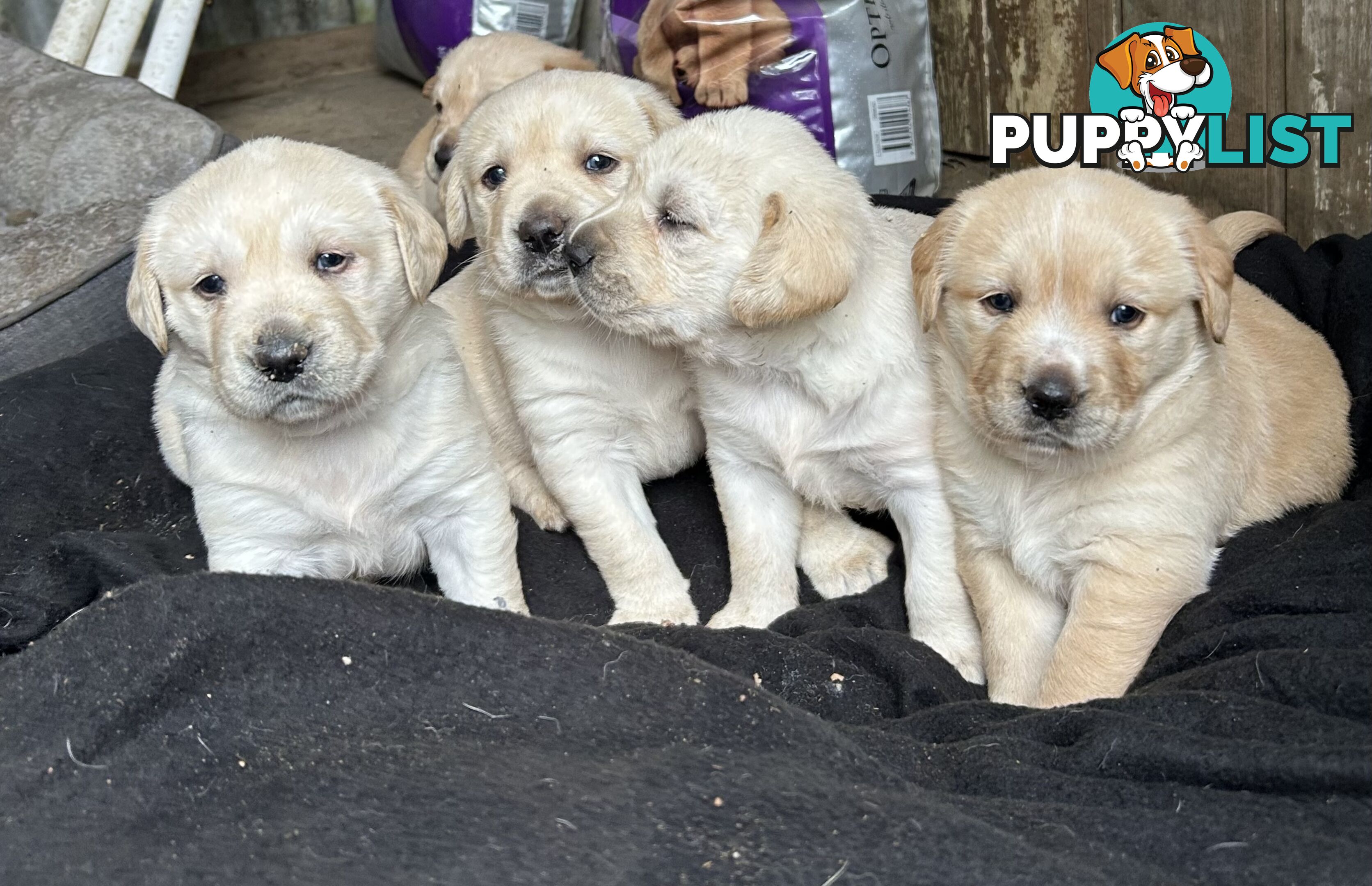 Golden retriever x labradors