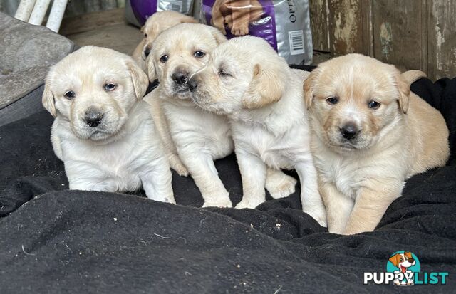 Golden retriever x labradors