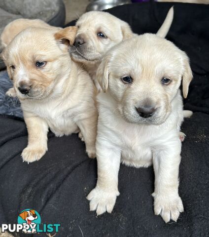 Golden retriever x labradors