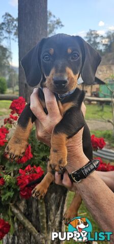 Mini Dachshunds