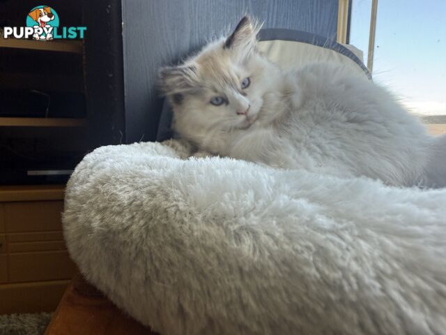 Purebred Ragdoll Kittens