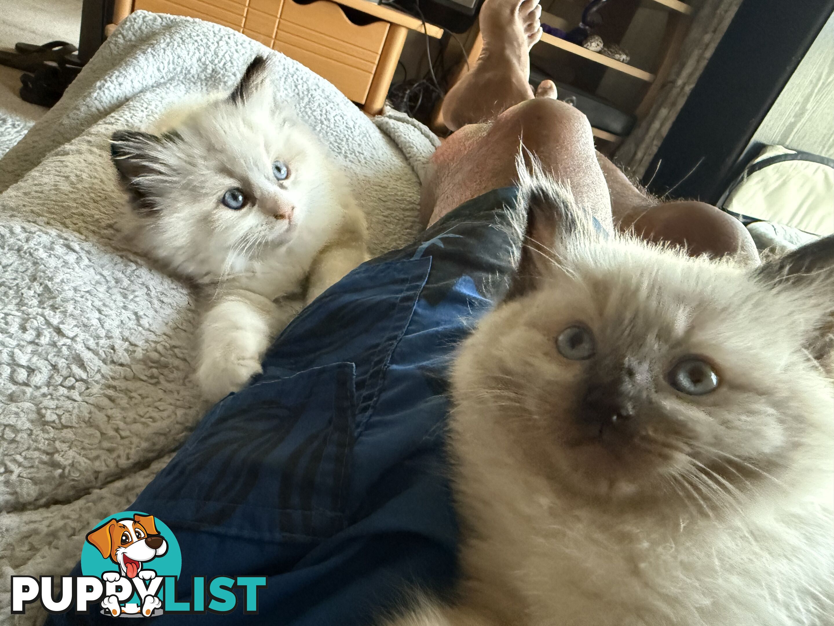 Purebred Ragdoll Kittens