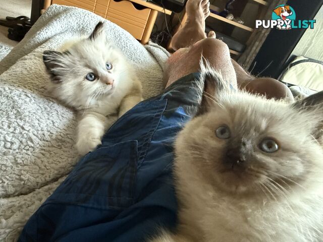 Purebred Ragdoll Kittens