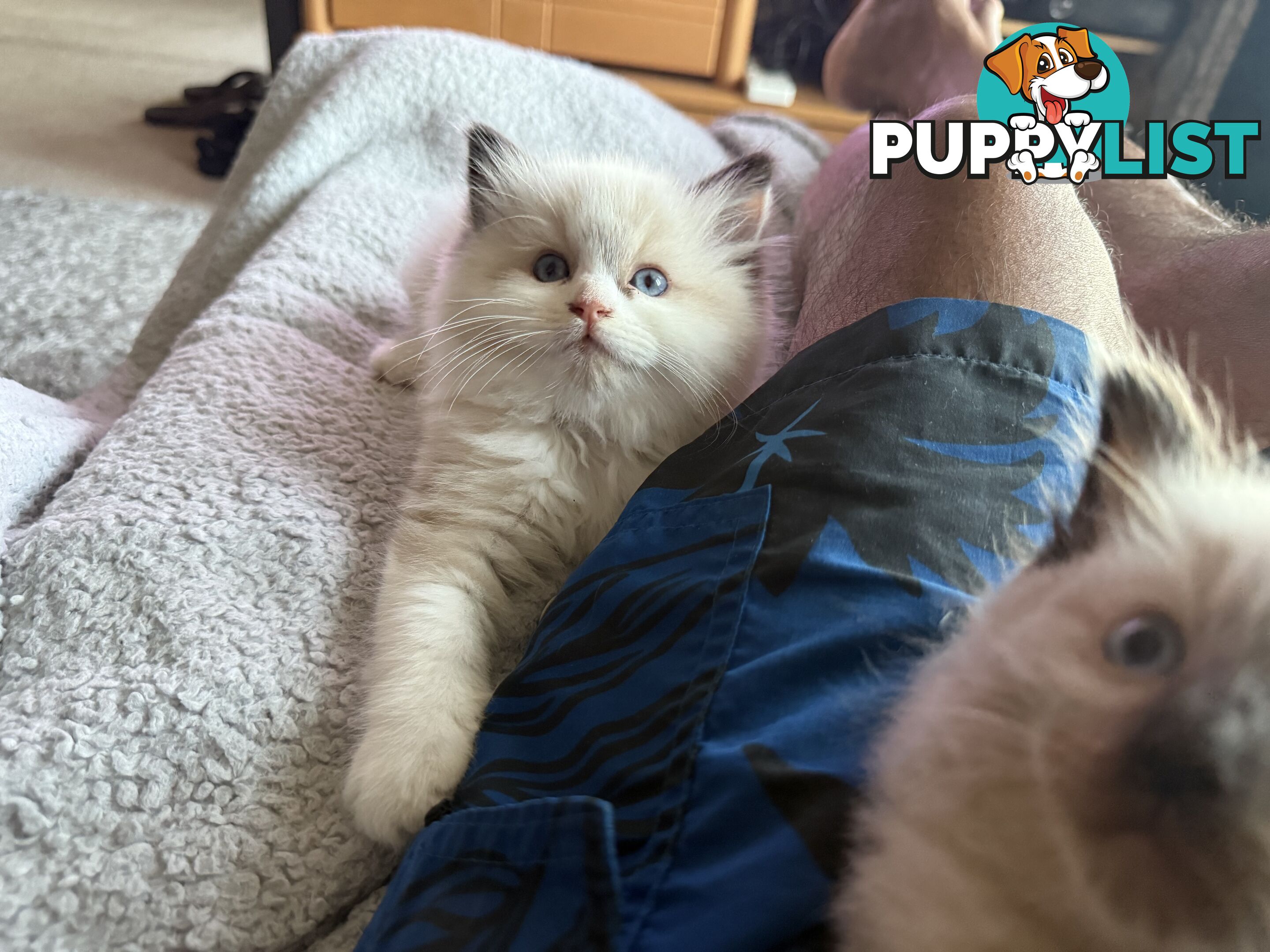 Purebred Ragdoll Kittens