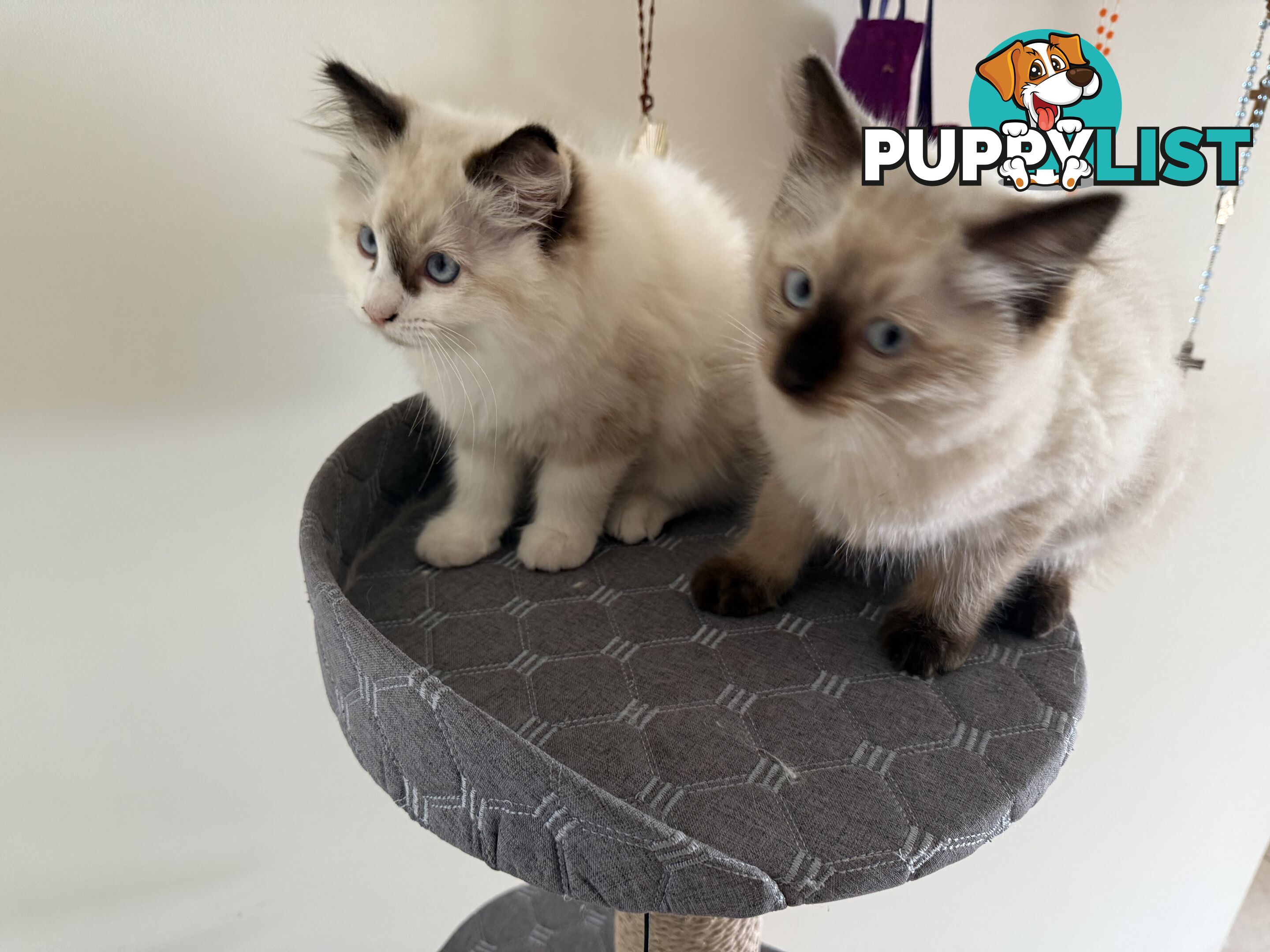 Purebred Ragdoll Kittens