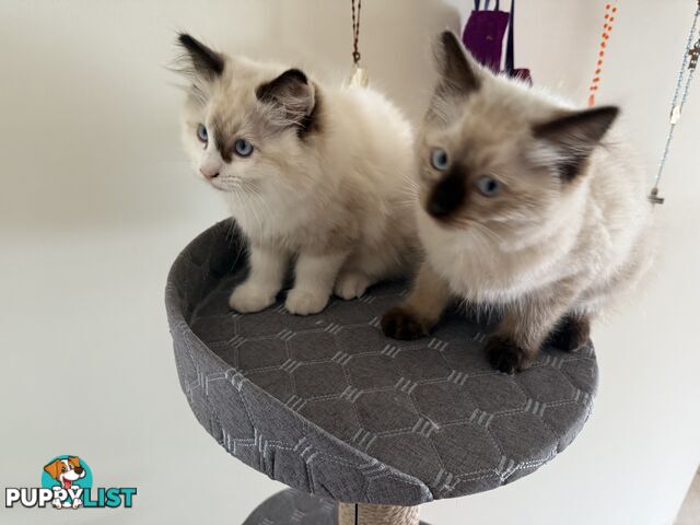 Purebred Ragdoll Kittens