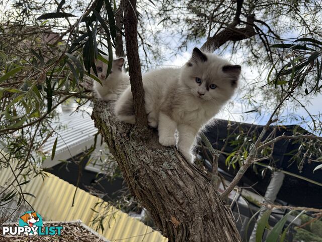 Purebred Ragdoll Kittens