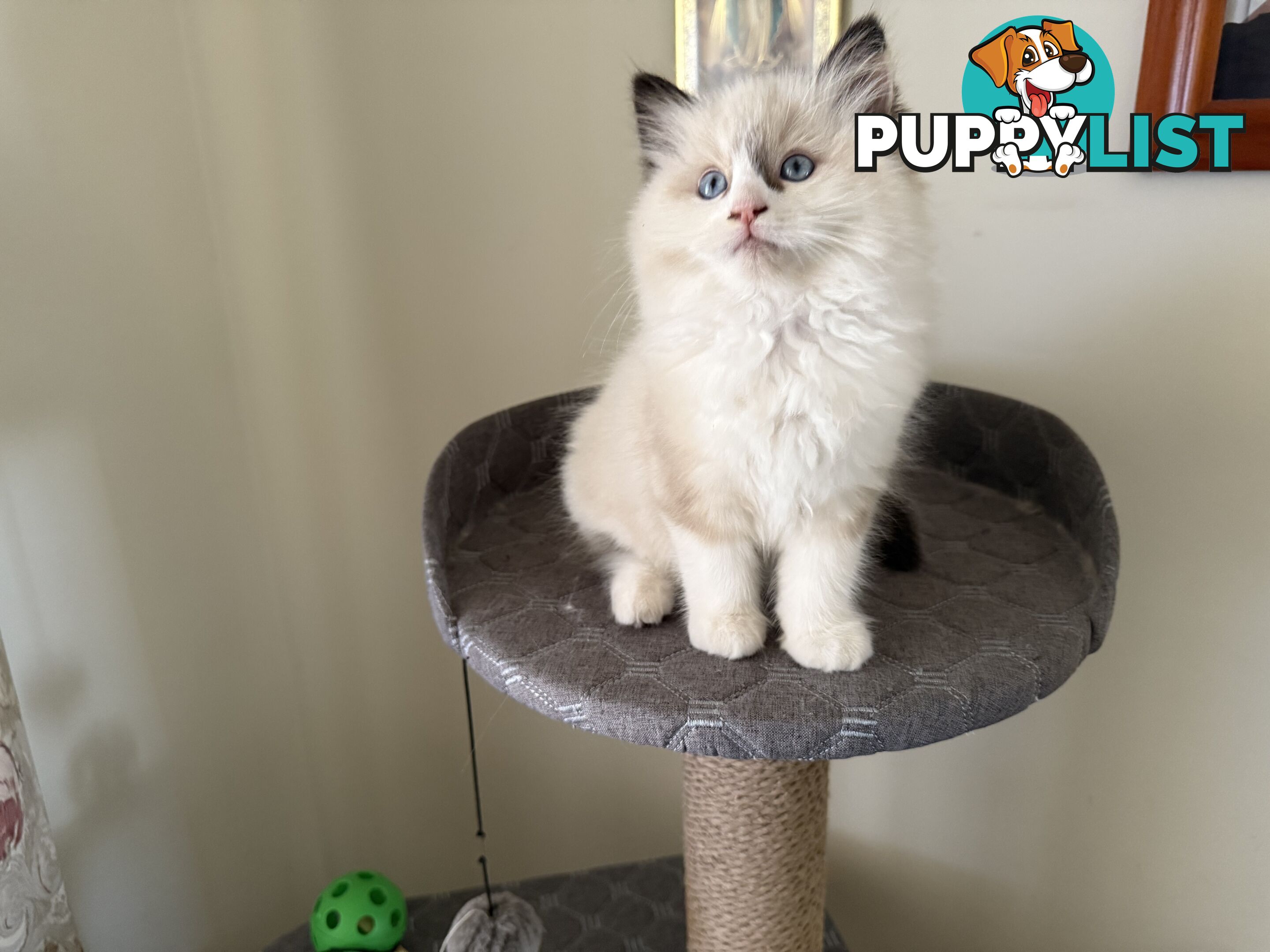 Purebred Ragdoll Kittens