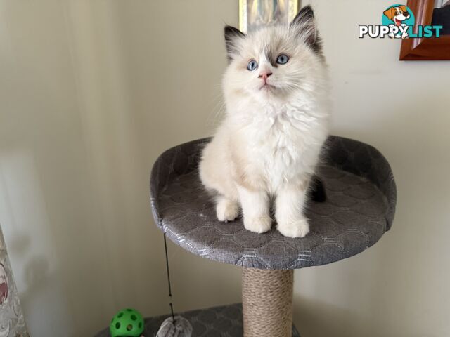 Purebred Ragdoll Kittens