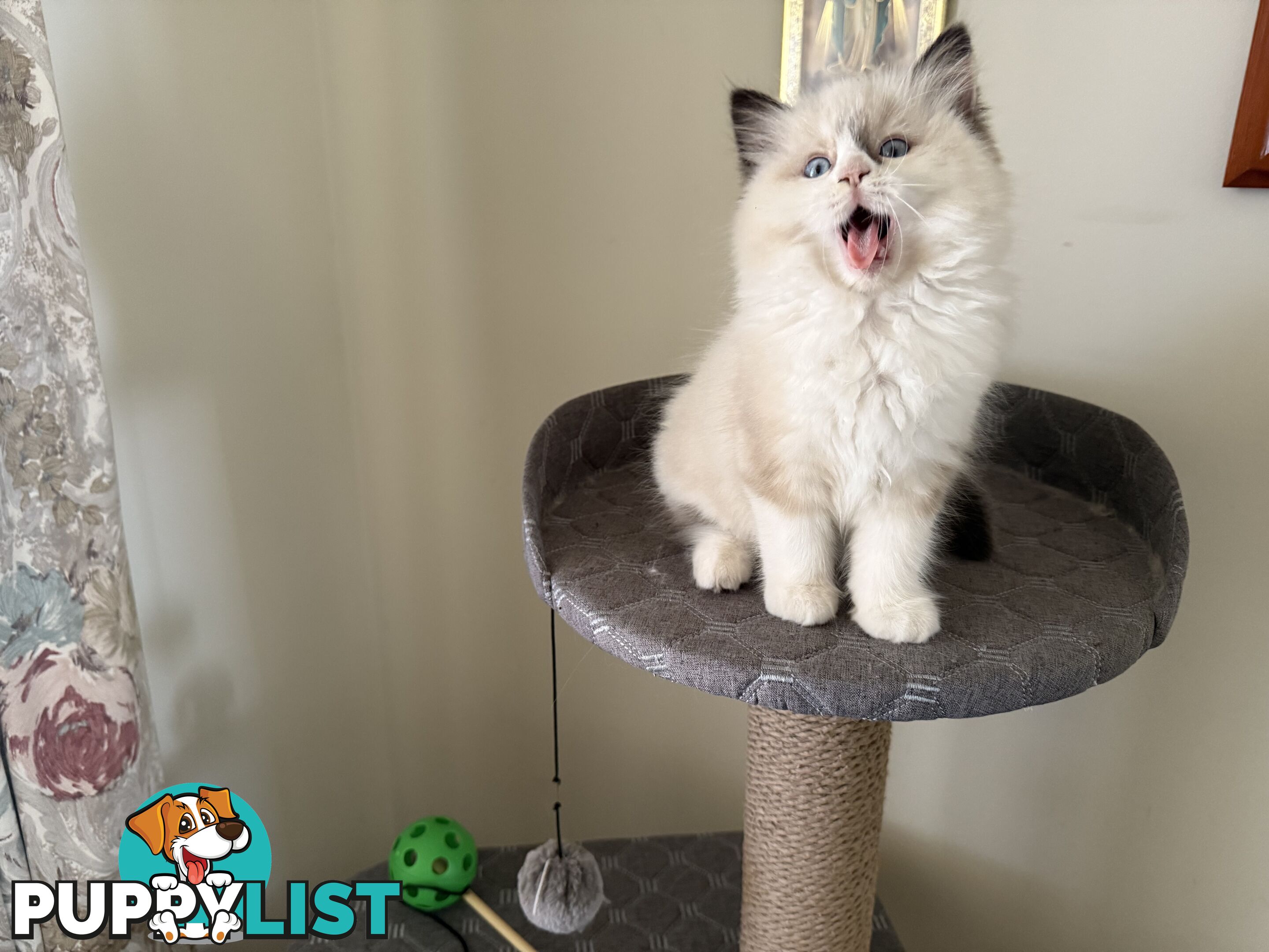 Purebred Ragdoll Kittens