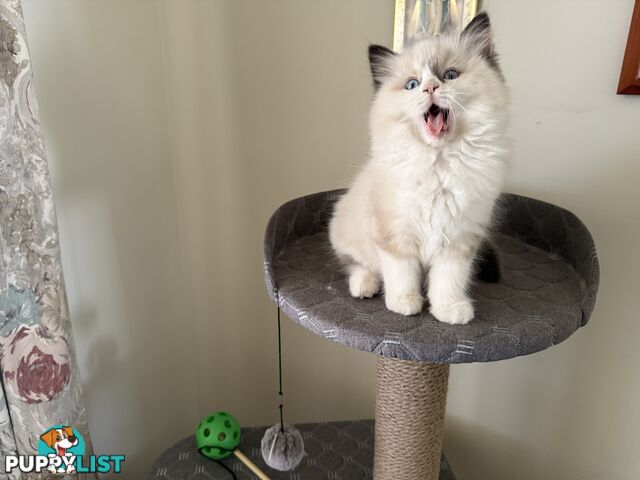 Purebred Ragdoll Kittens