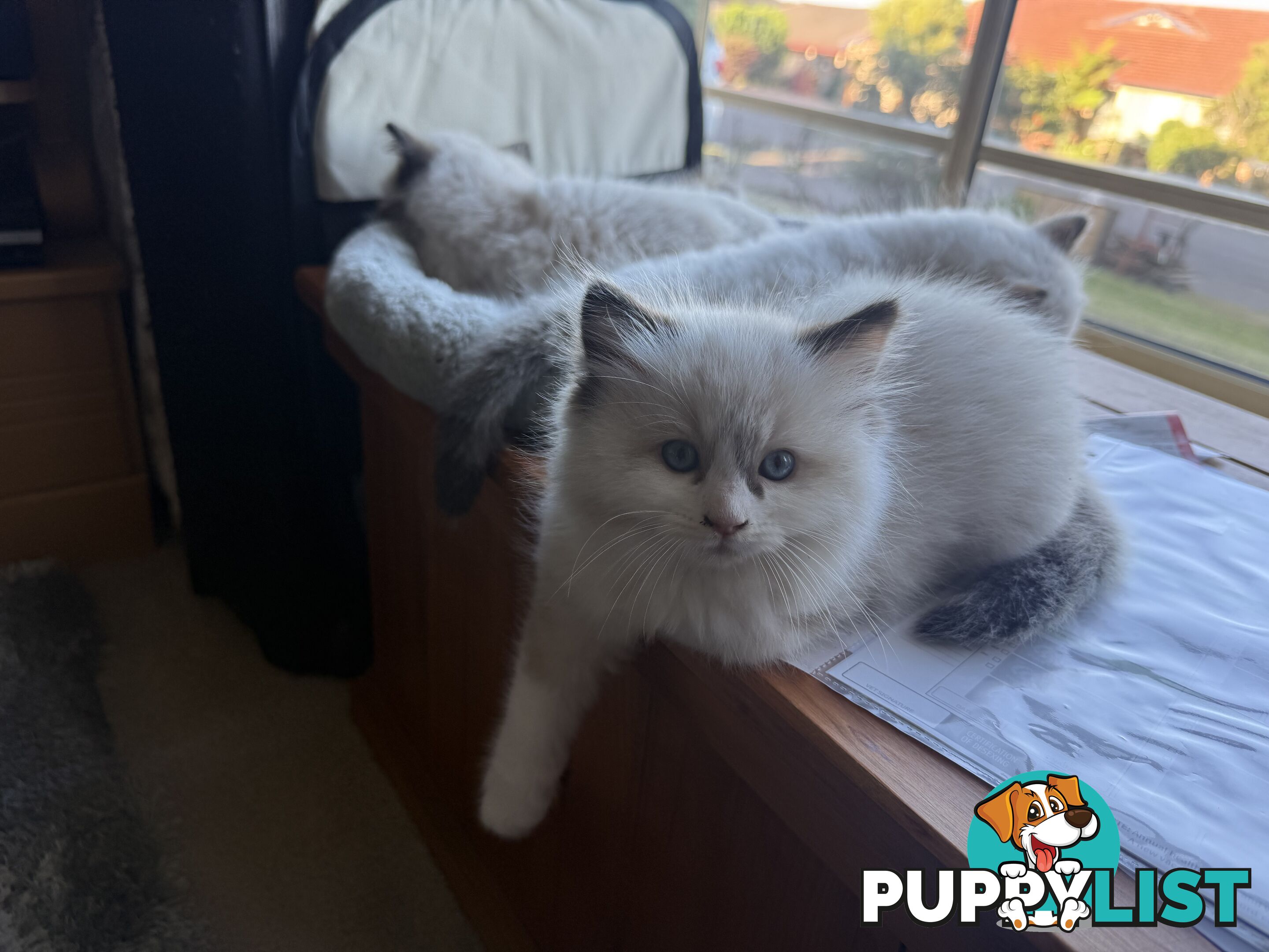 Purebred Ragdoll Kittens