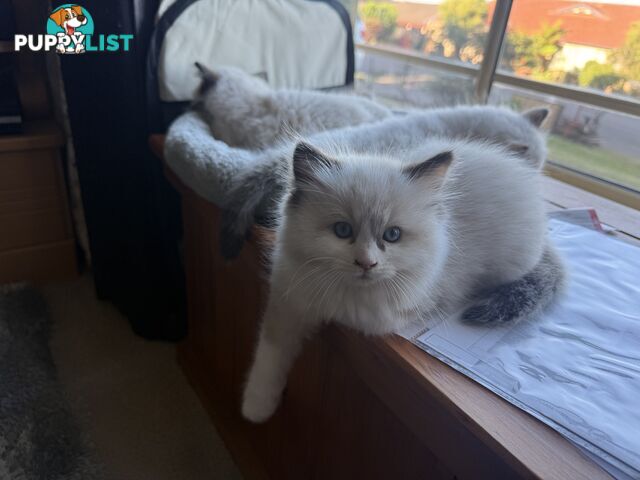 Purebred Ragdoll Kittens