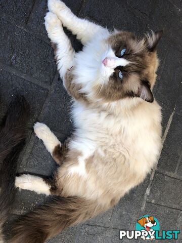 Purebred Ragdoll Kittens