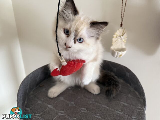 Purebred Ragdoll Kittens