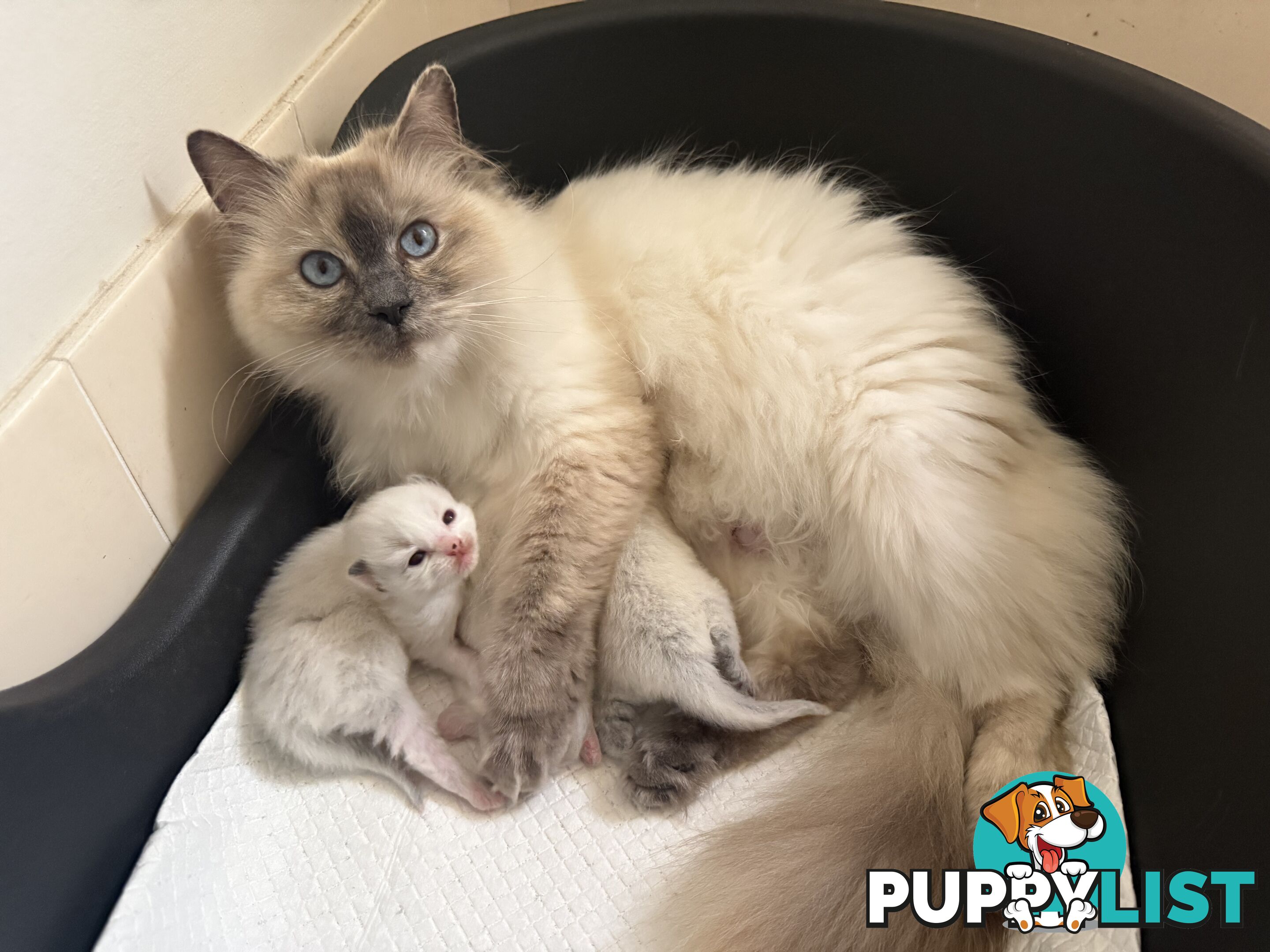 Purebred Ragdoll Kittens