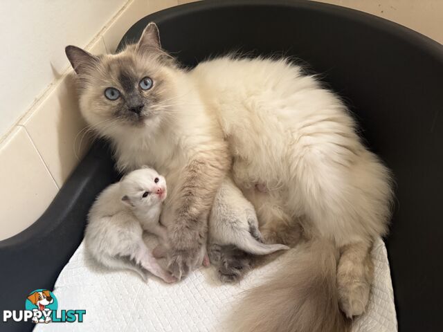 Purebred Ragdoll Kittens