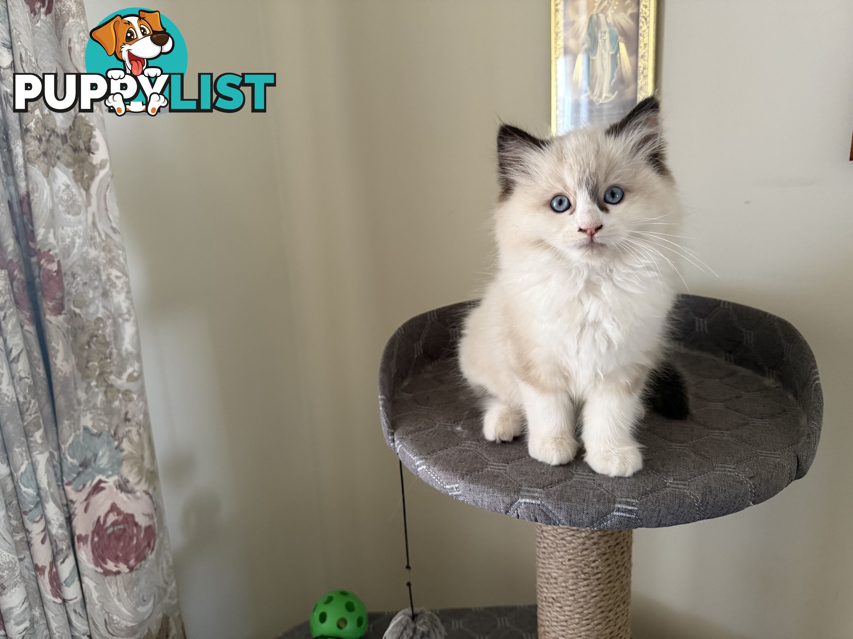 Purebred Ragdoll Kittens