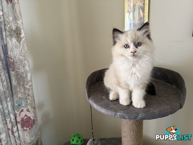 Purebred Ragdoll Kittens