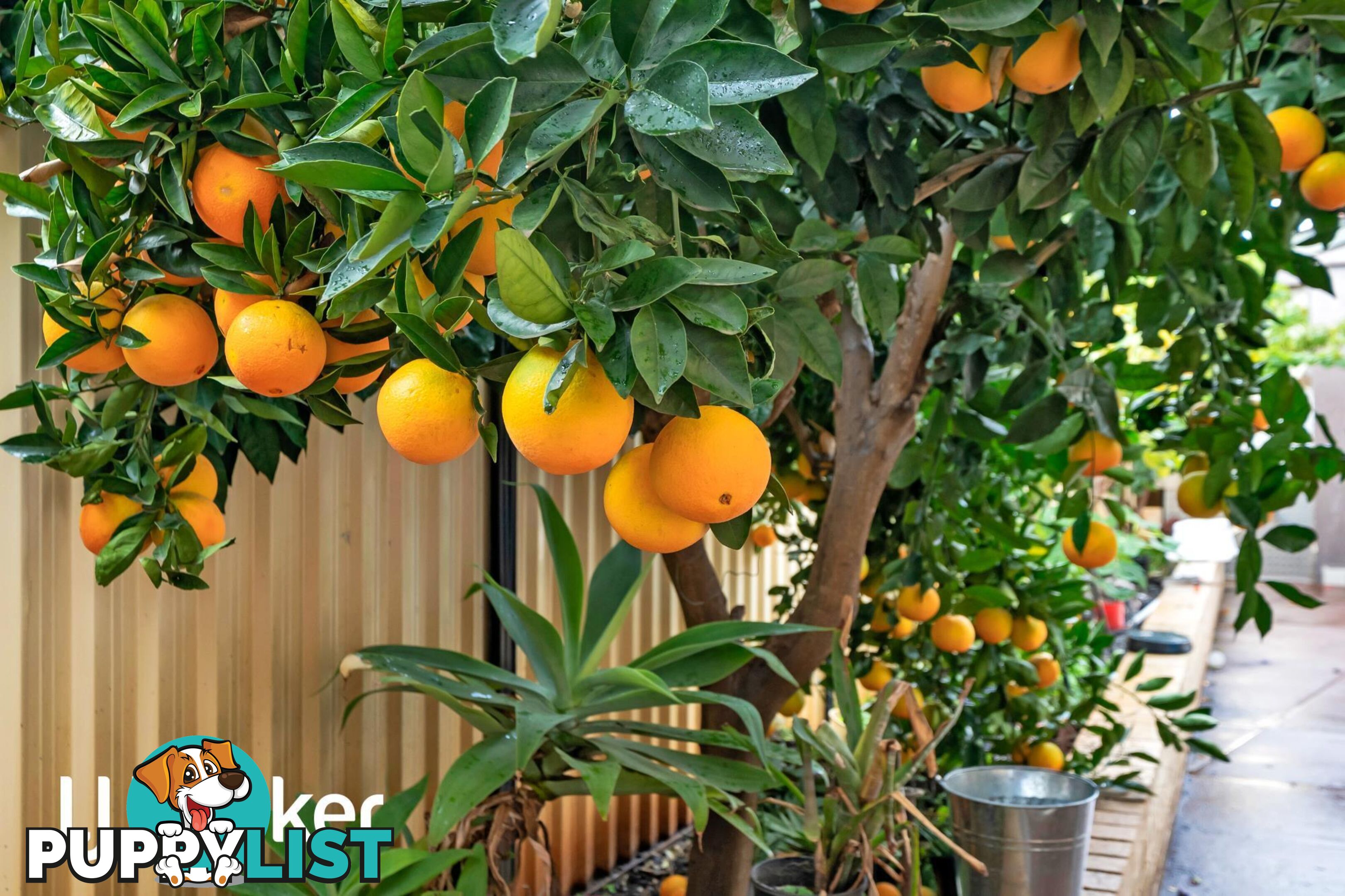15 Crimea Street MORLEY WA 6062