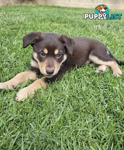 Border Collie x Kelpie Puppies