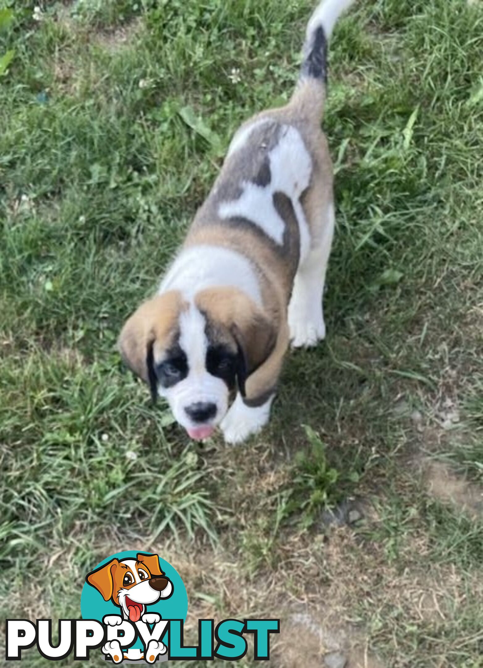 Saint Bernard