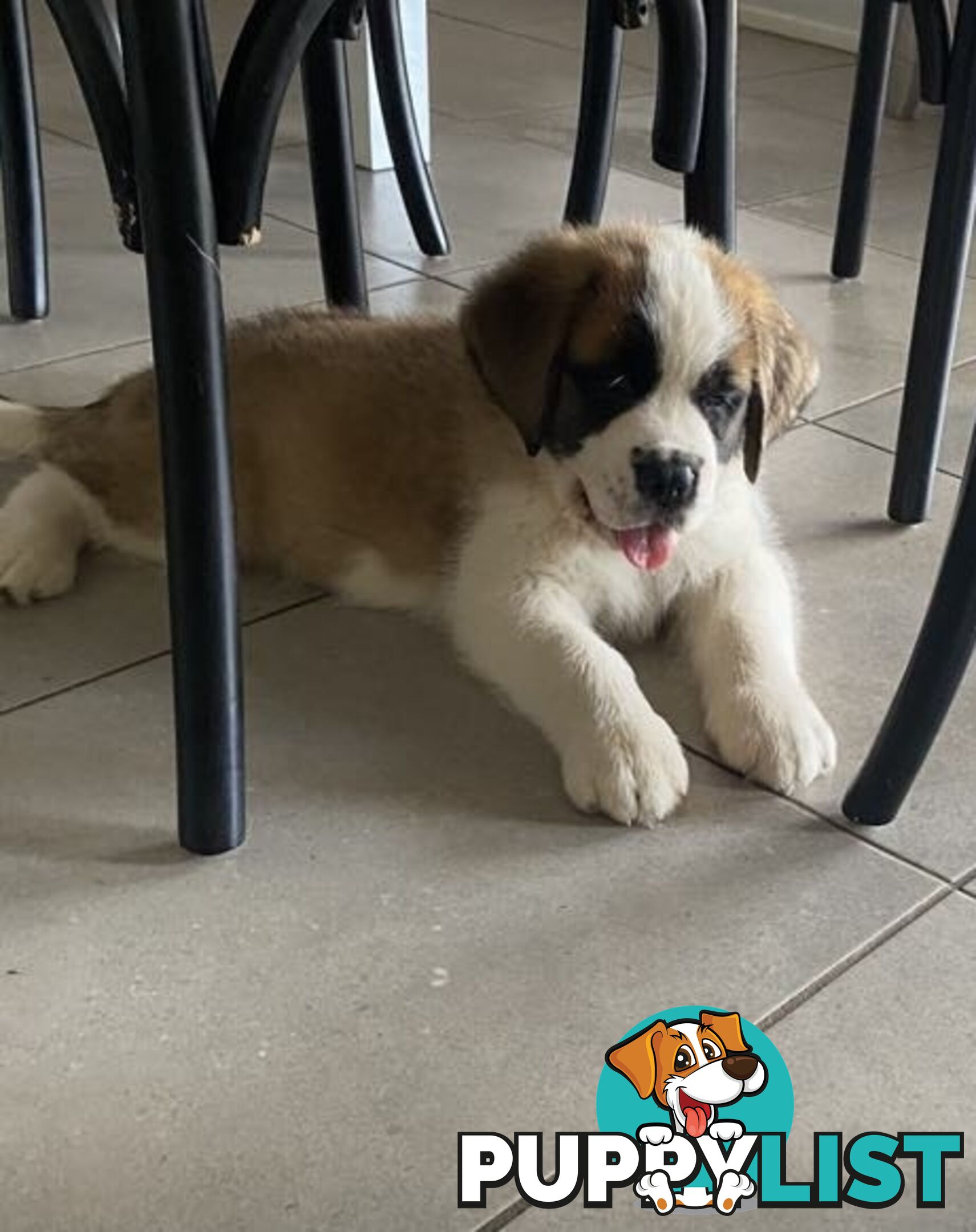 Saint Bernard