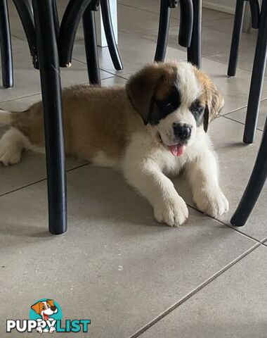 Saint Bernard