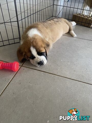 Saint Bernard