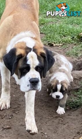 Saint Bernard