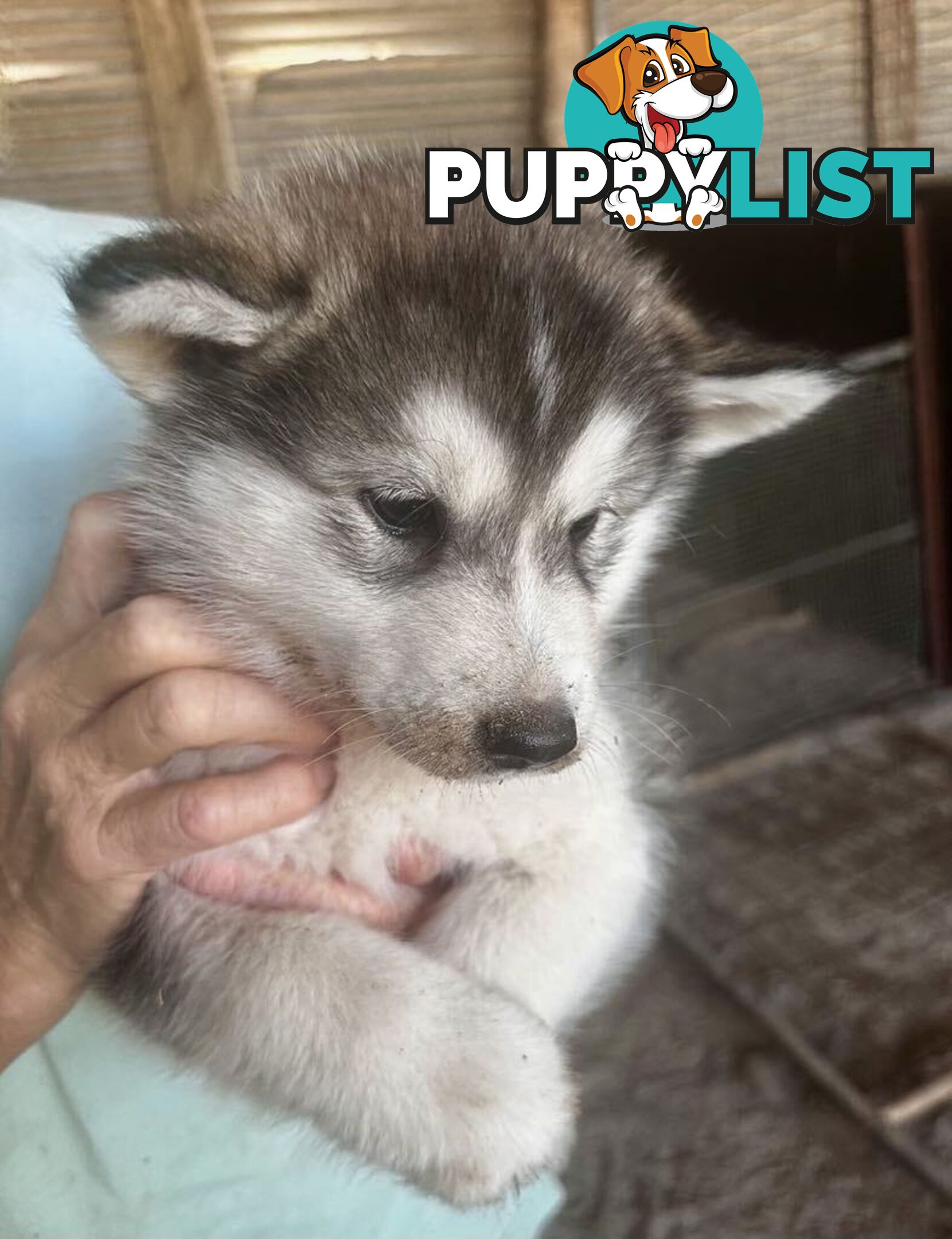 Alaskan Malamute Puppies (Pure)