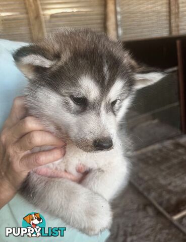 Alaskan Malamute Puppies (Pure)